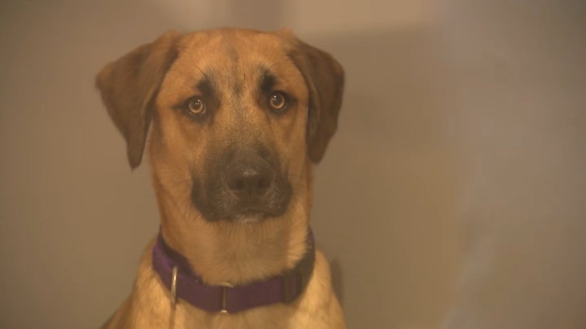 A dog at the San Diego Humane Society's San Diego campus on Aug. 5, 2026. The SDHS says there is no capacity left at its four campuses across San Diego County.