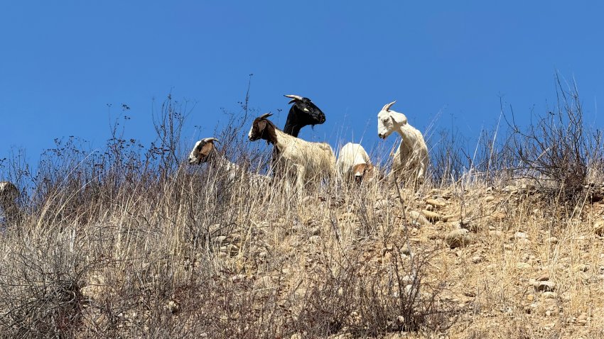 Hundreds of goats are clearing dry brush at MCAS Miramar as part of a pilot program designed to reduce wildfire risk.