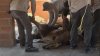 Alerta por un león en Valle Redondo moviliza a autoridades de Tijuana