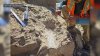 Fósiles de hace 40-45 millones de años hallados en Oceanside