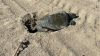 Tortuga marina anida en playa del sur de California, un hecho sin precedentes en la costa oeste