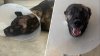 Perro policía se recupera tras ser apuñalado por sospechoso de robo en San Diego