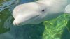 Muere en SeaWorld  una beluga que había sido rescatada del parque Marineland en Canadá