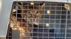 Gato montés rescatado tras incendio en Camp Pendleton regresa a la naturaleza